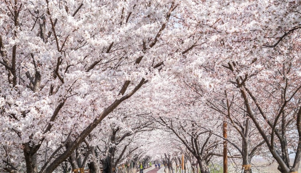 삼락벚꽃축제. 사진=비짓부산