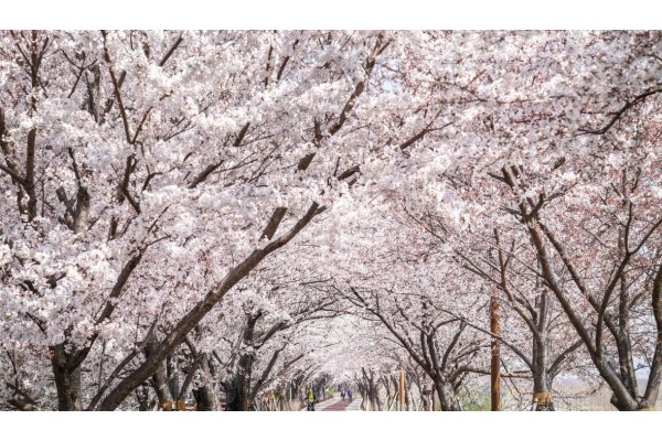 삼락벚꽃축제. 사진=비짓부산