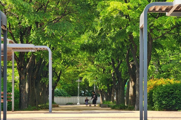 인천 중앙공원 느티나무길. 사진=산림청