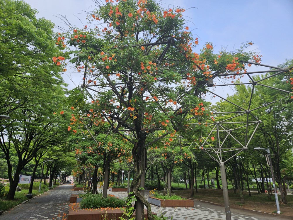 부천 중앙공원 능소화길. 사진=산림청