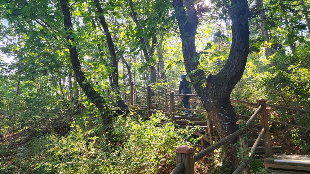 서울대공원 산림욕장길