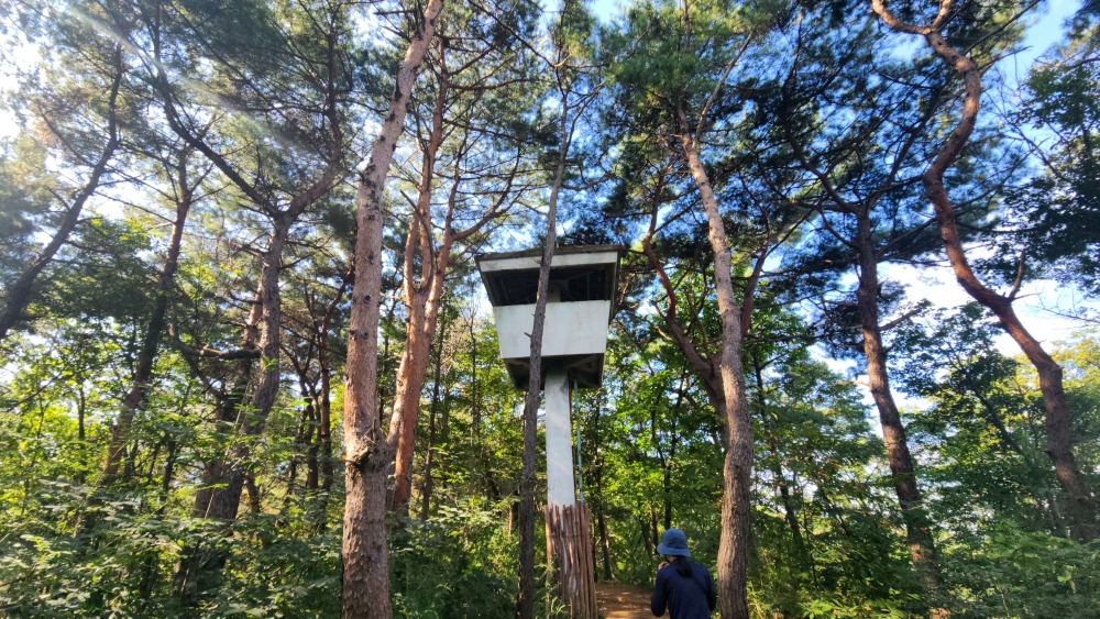 서울대공원 산림욕장길