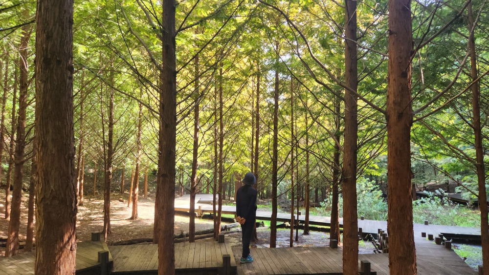 서울대공원 산림욕장길