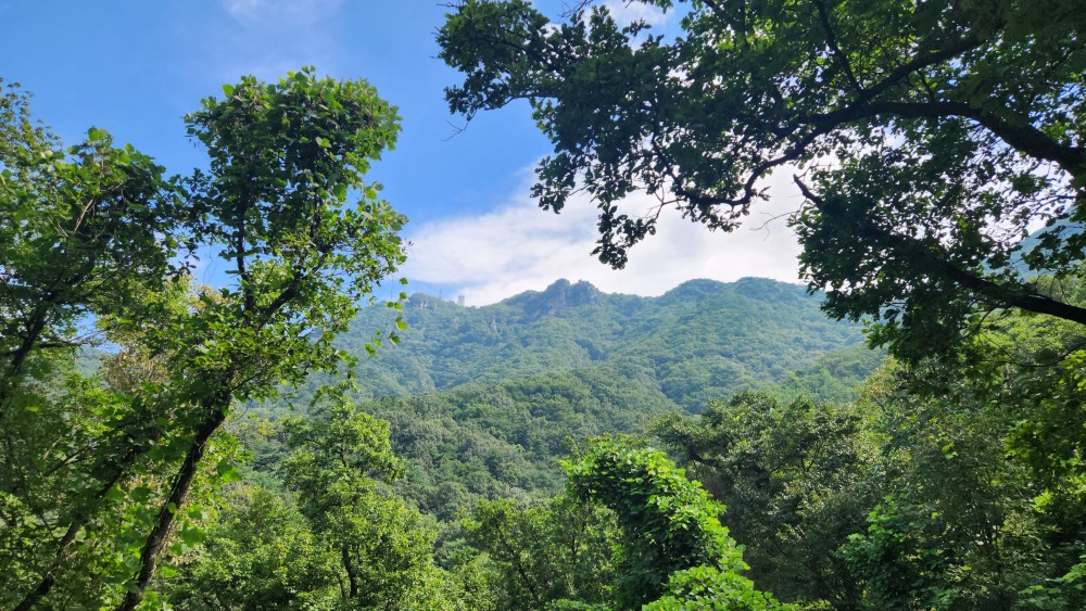 서울대공원 산림욕장길