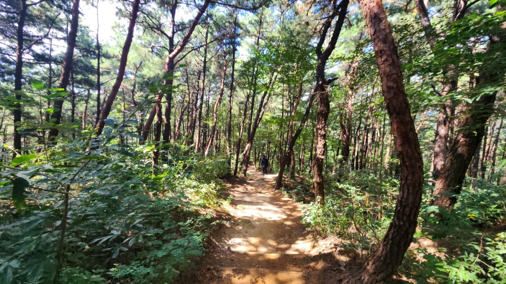 서울대공원 산림욕장길