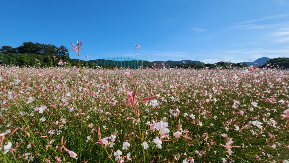 양주 나리농원