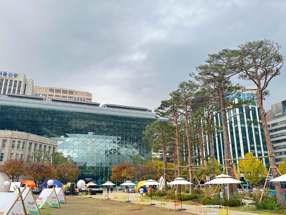 서울광장에 조성된 소나무숲