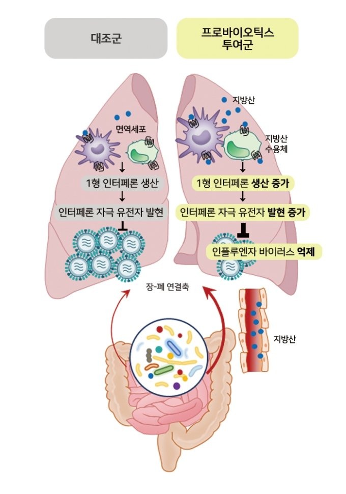 프로바이오틱스 항바이러스 작용 모식도 (서울아산병원 제공)