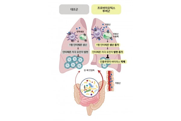 프로바이오틱스 항바이러스 작용 모식도 (서울아산병원 제공)