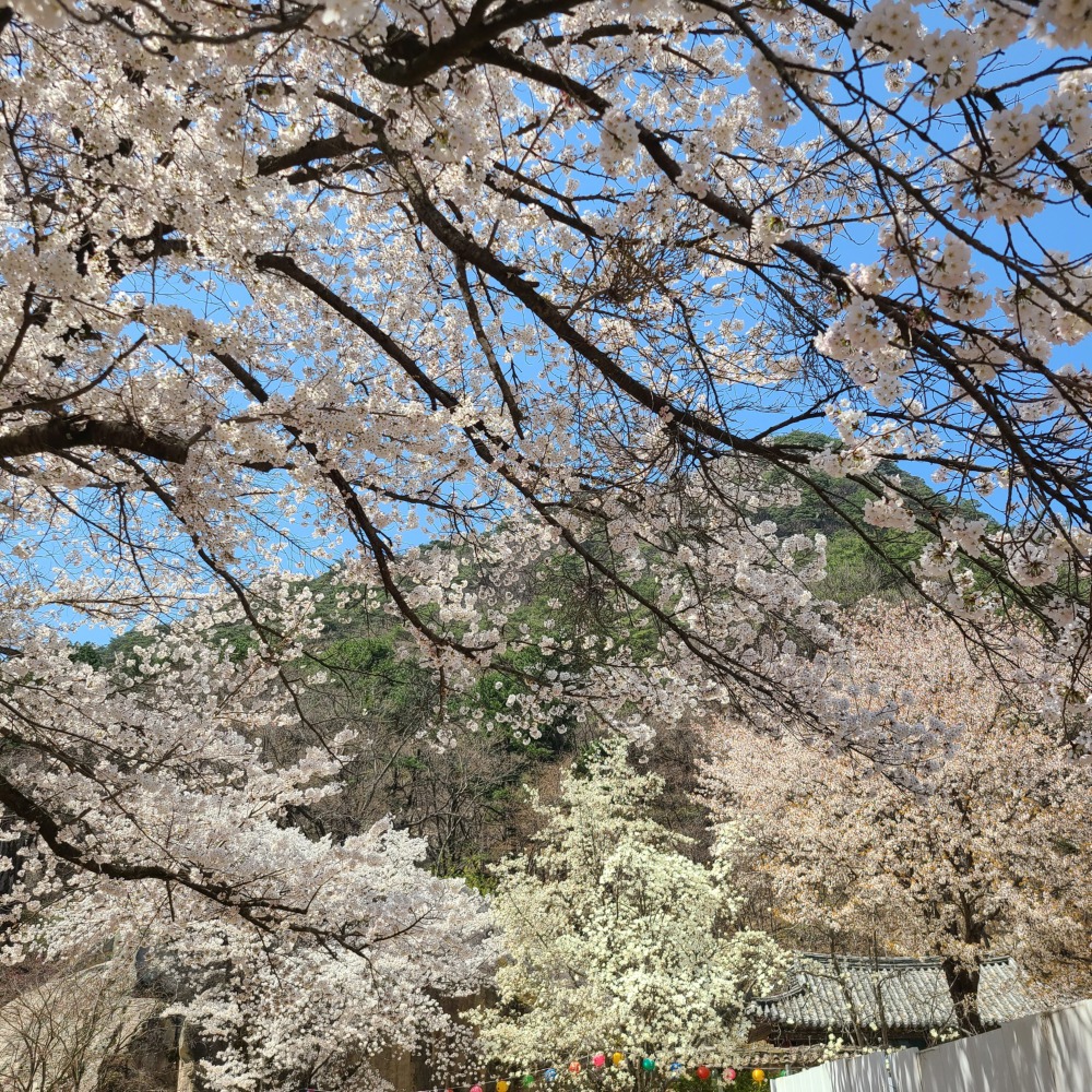 속리산 법주사와 벚꽃 (속리산국립공원 제공)