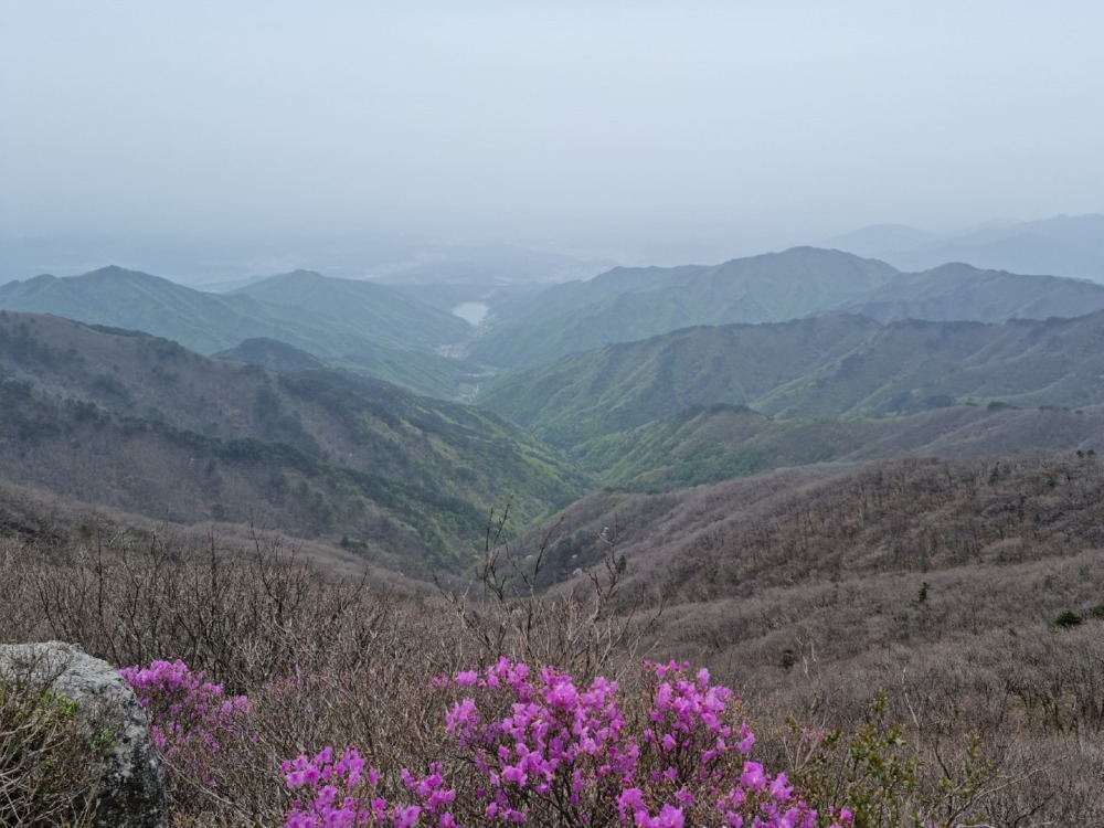 소백산 비로봉 언덕에 자리잡은 진달래  (소백산국립공원 제공)