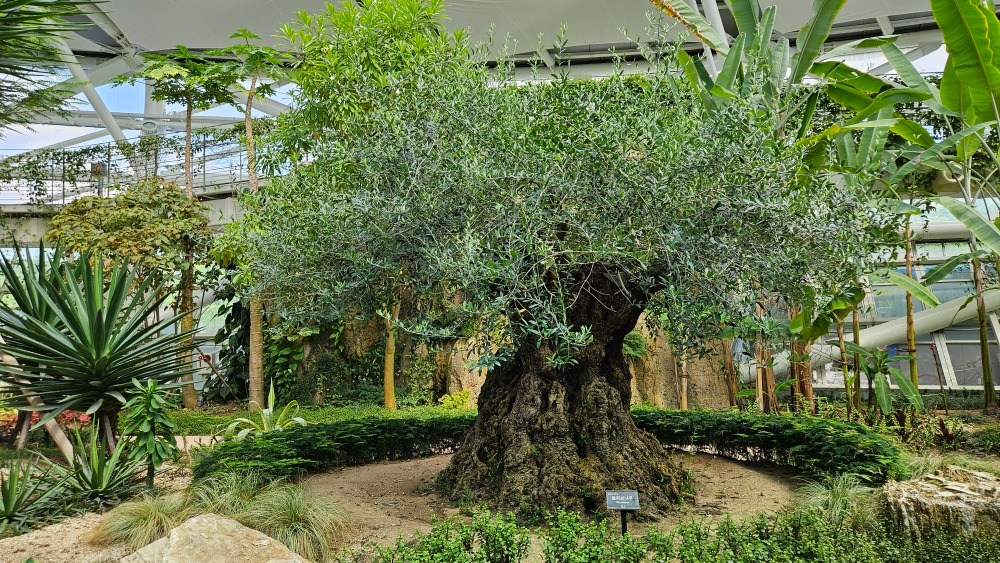 올리브나무