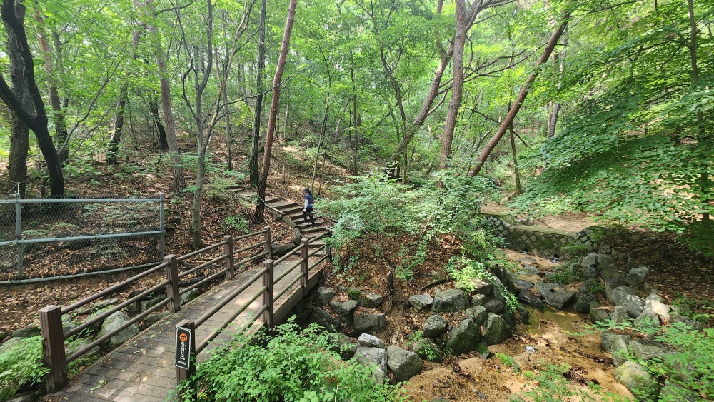 깊은 숲길