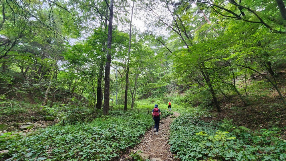 계곡 숲길