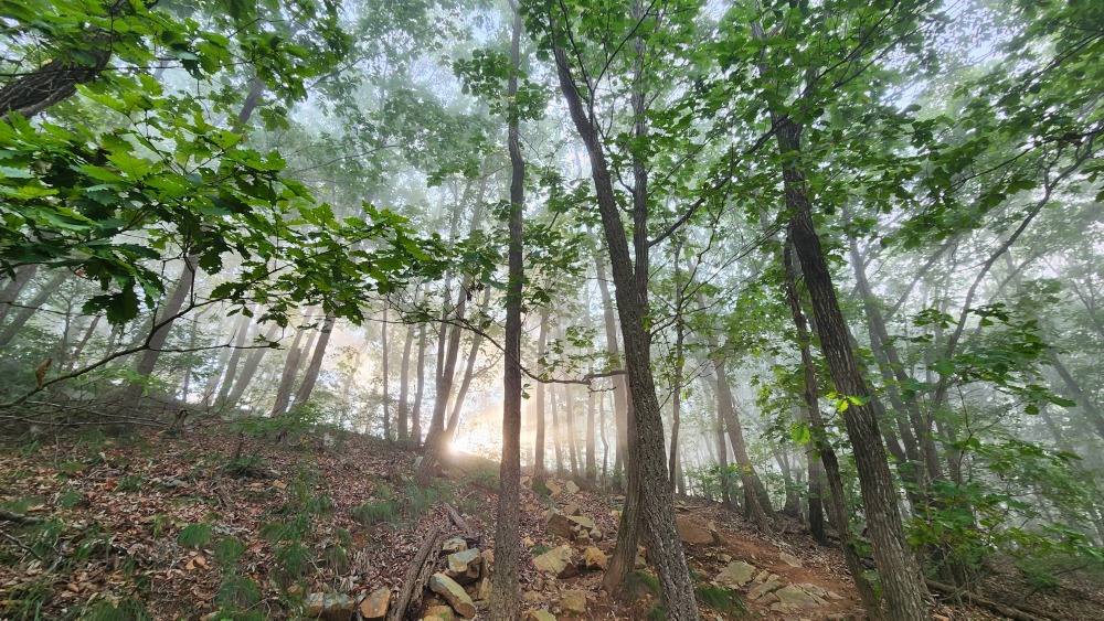 아침햇살 가득한 소나무숲