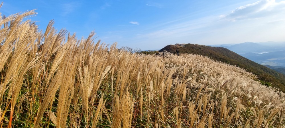 오서산자연휴양림(산림청 제공)