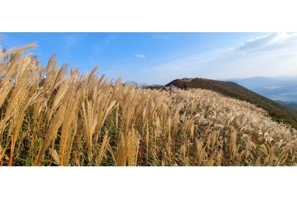 오서산자연휴양림(산림청 제공)