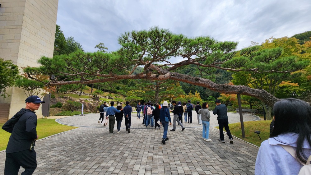 입구 소나무