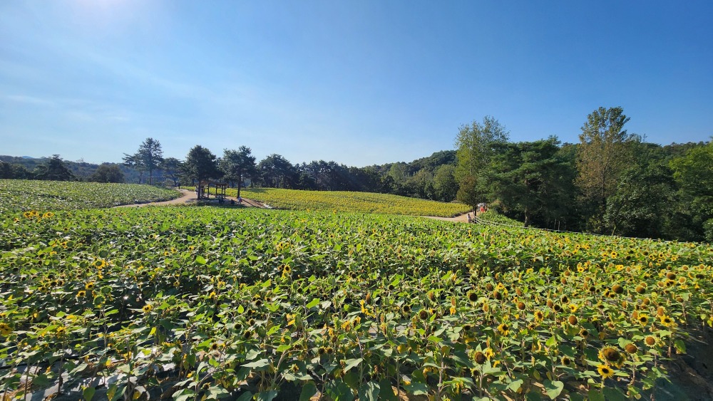 해바라기