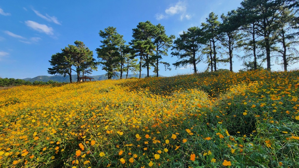 황화코스모스