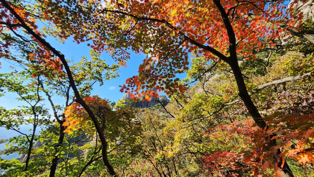 만월암 단풍