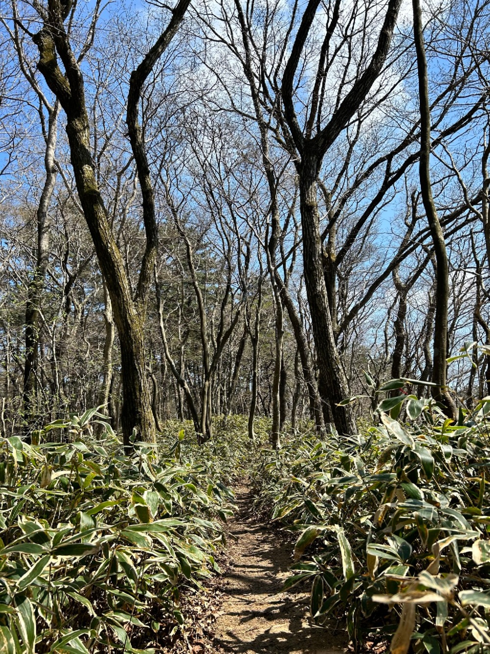 한라산둘레길 8구간 절물조릿대길