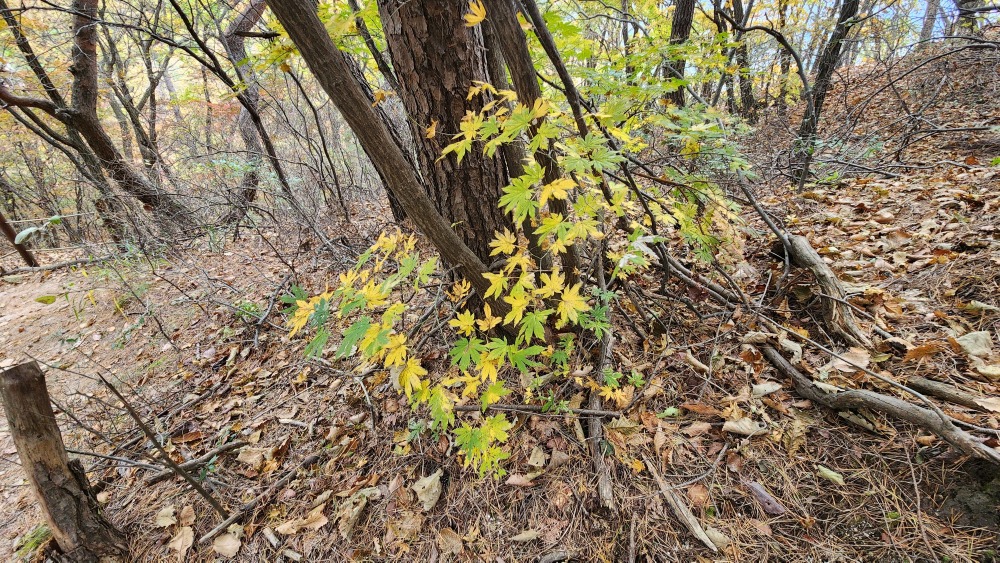 북한산 단풍