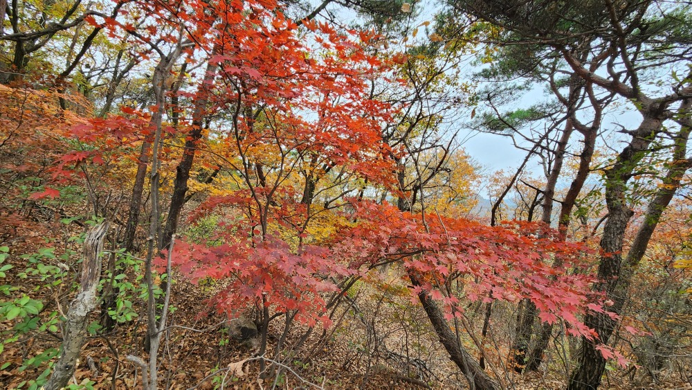 북한산 단풍