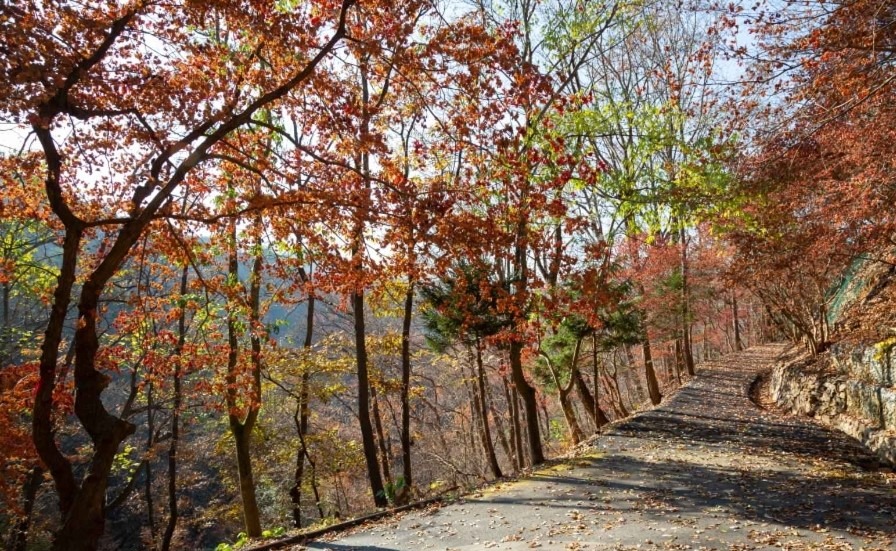 장태산 국립휴양림(한국관광공사 제공)