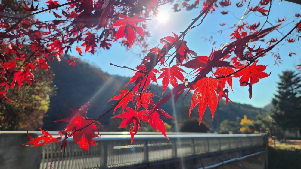 명지계곡 단풍