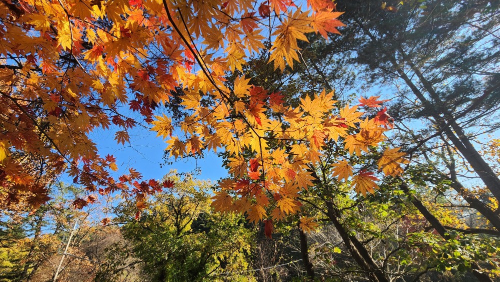 광릉 숲길의 단풍