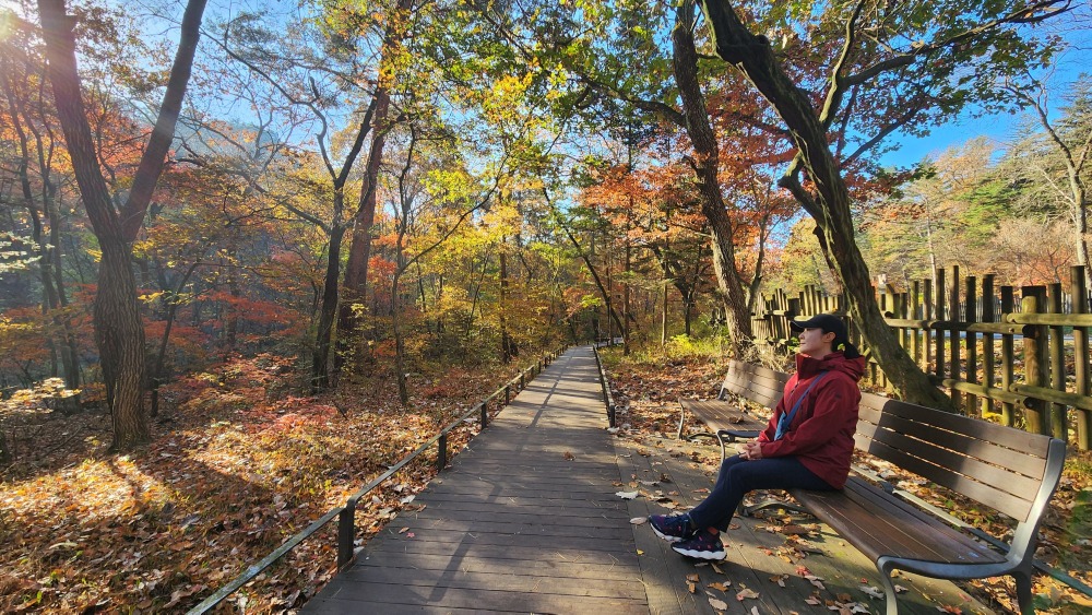 광릉 숲길의 단풍