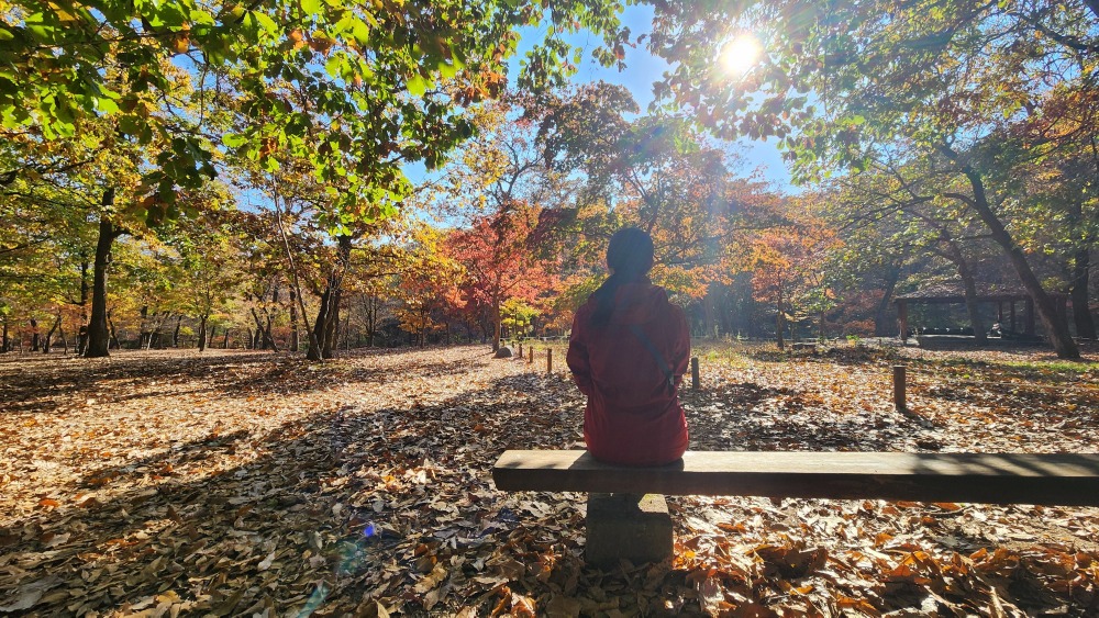 국립수목원 단풍