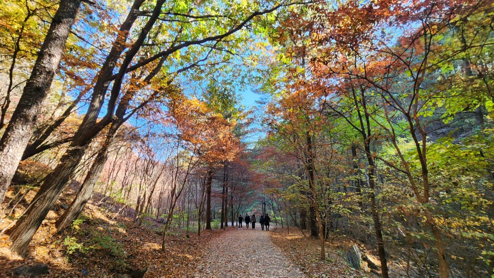 국립수목원 단풍