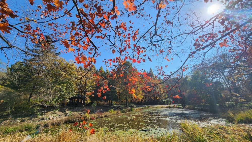 국립수목원 단풍