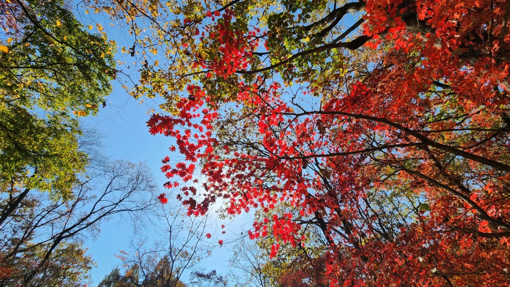 국립수목원 단풍