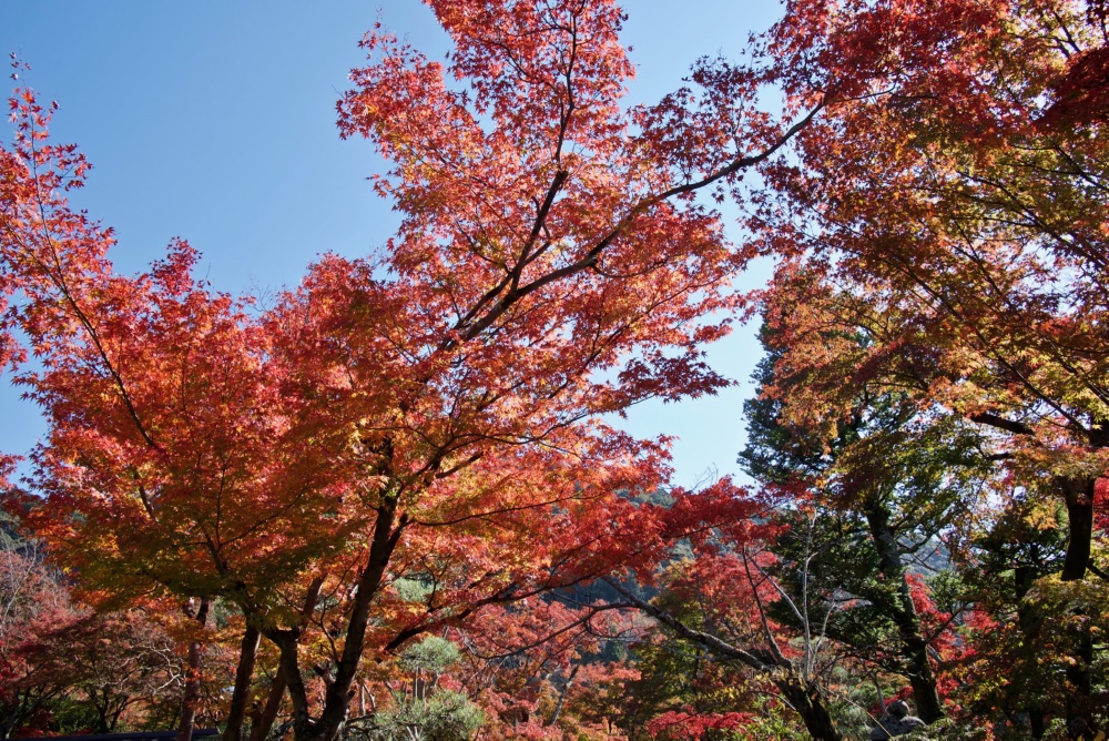 일본 교토 청수사 단풍