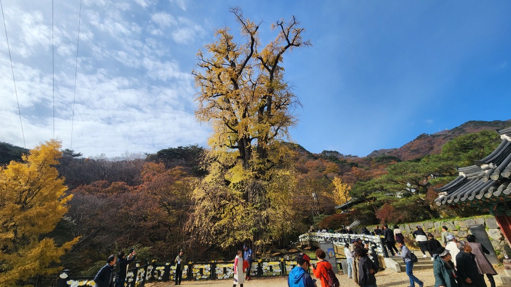 용문사 은행나무