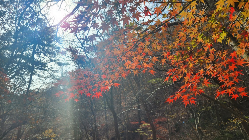 용문산 단풍