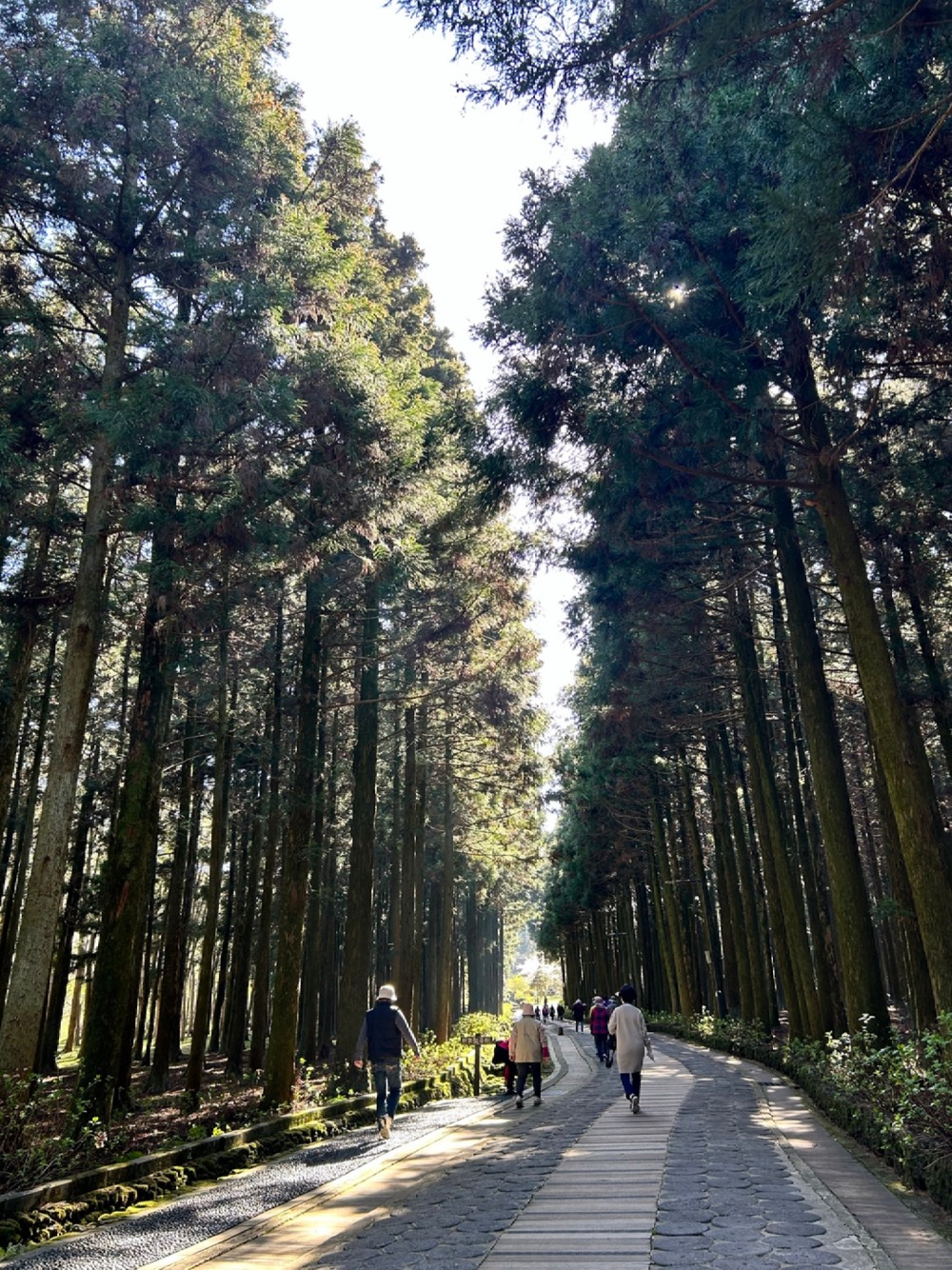 절물자연휴양림 초입의 삼나무숲길.