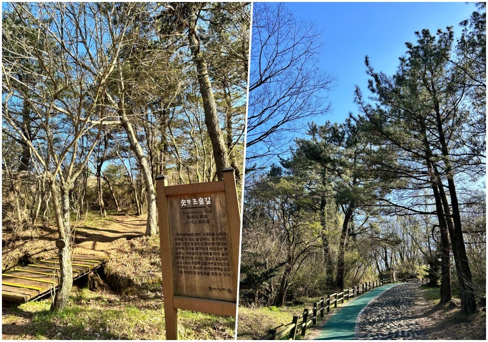 한라상태숲이 가까워질수록 숲의 모습도 조금씩 변하기 시작한다.