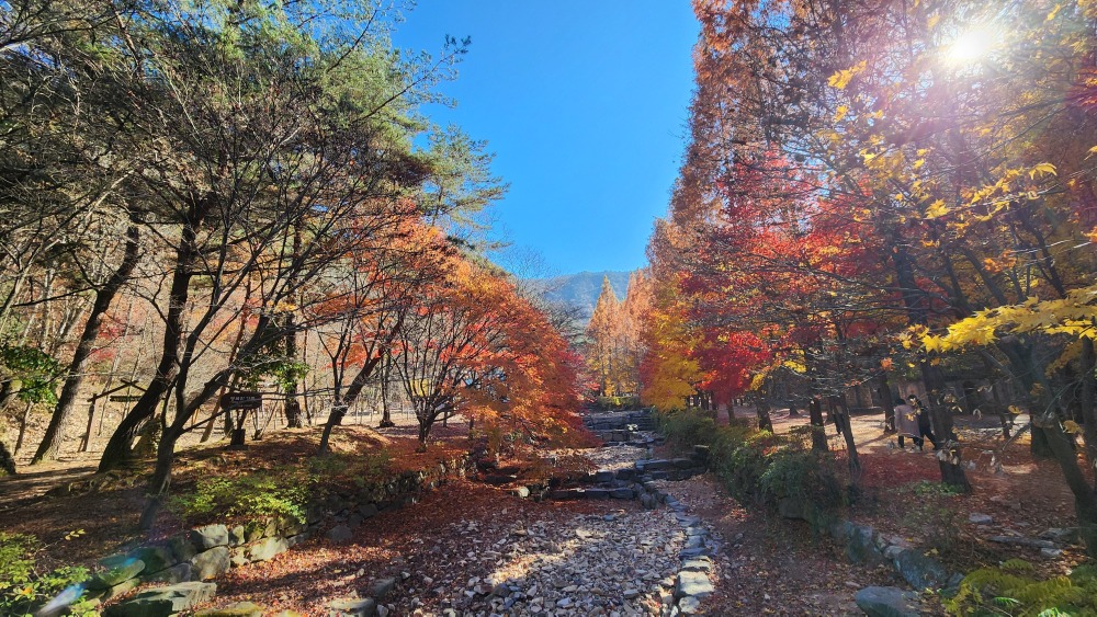 산림욕장의 가을