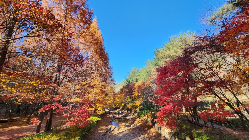 산림욕장의 가을