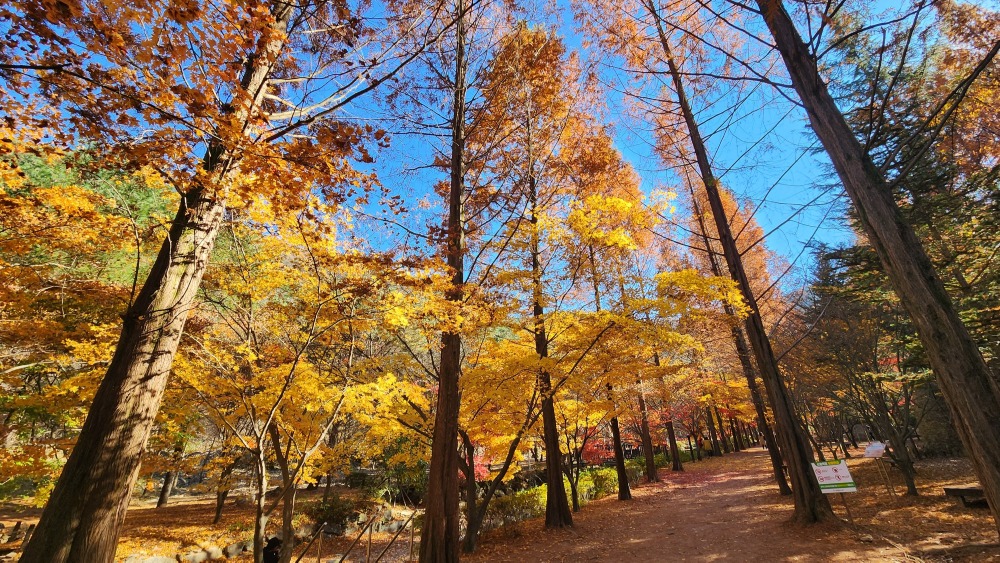 산림욕장의 가을