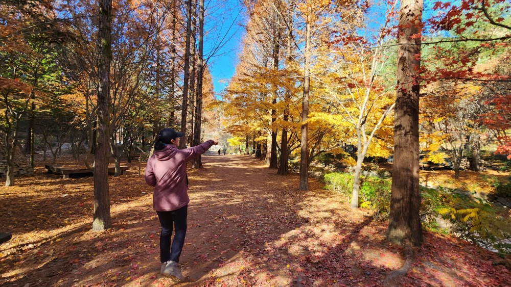 산림욕장의 가을