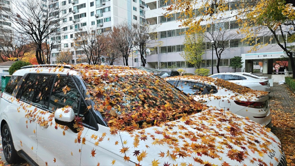 가을이 남기고간 선물(?)