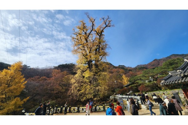 용문사 은행나무