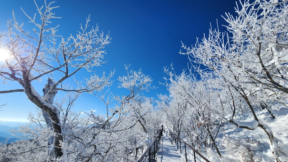 천년주목숲길 눈꽃