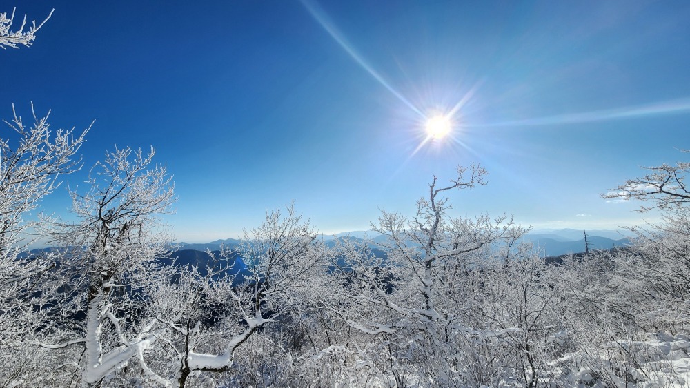 천년주목숲길 눈꽃