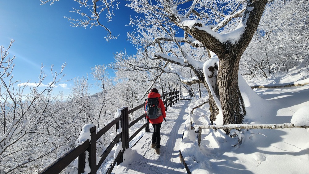 천년주목숲길 눈꽃